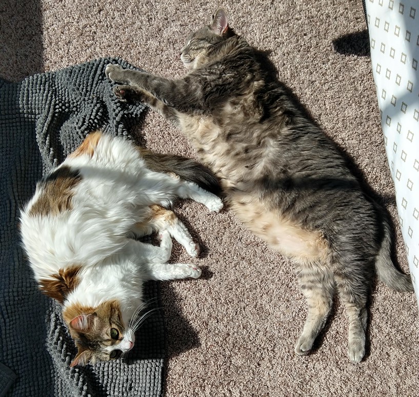 sunbathing